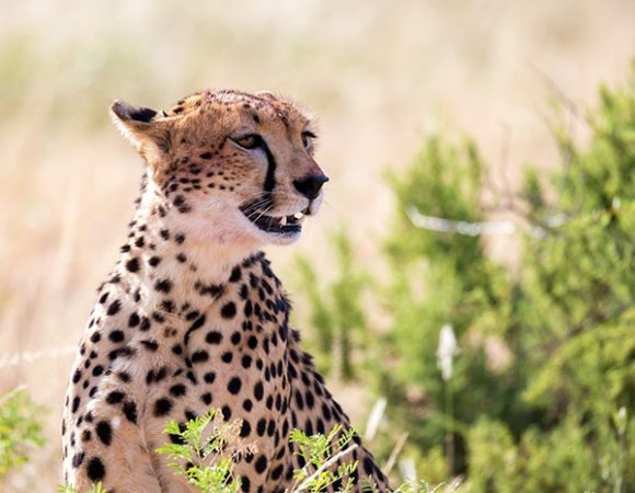 Discover Wildlife